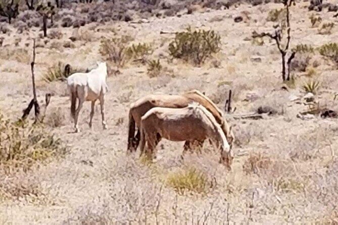 4-Hour Guided Off-Road Adventure to Wild Horses and Old Saloon - Evaluating Value and Overall Quality
