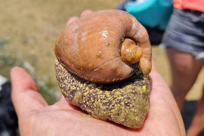 4 hour Kayak & Snorkeling Tour in Ria Formosa Natural park - The Sum Up: Who Will Love This Tour?