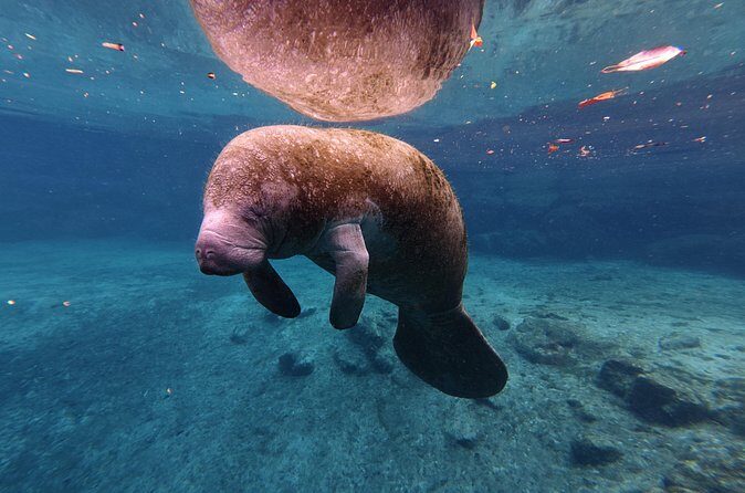 4 Hour Paddle Board Rental - Final Thoughts