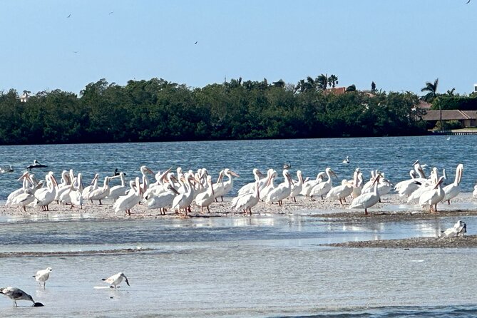 4 Hour Private Boat Tour in Sarasota Bay - Sum Up