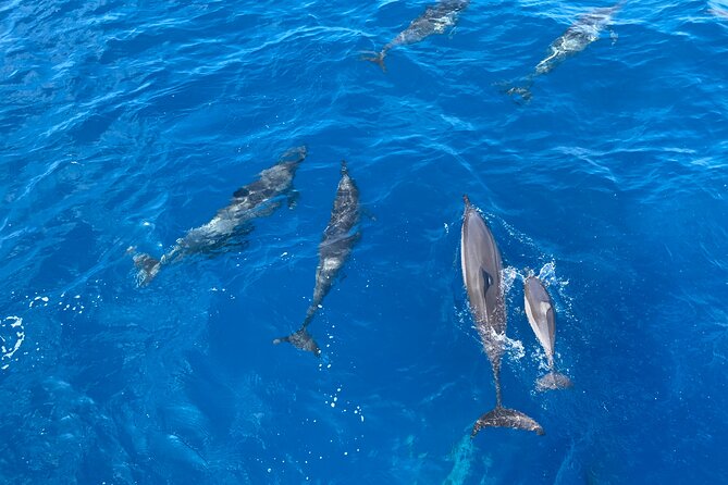 4-Hour Private Charter Adventures in Kona Coast - Questions About Your Stay