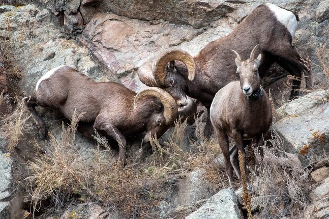 4 Hour Private Geology Tour in Rocky Mountain National Park - Meeting the Geology Tour Guide