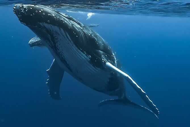 4 Hour Private Humpback Whales Encounter in Moorea - Key Points