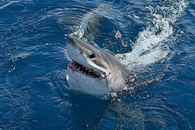 4-Hour Private Sportfishing Charter in Fort Lauderdale - A Deep Dive into the Experience