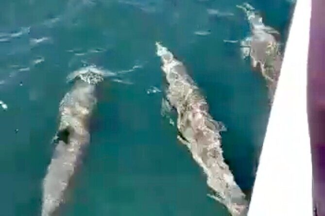 4-Hour Private Whale Watching in Puerto Vallarta - The Itinerary and Experience Breakdown