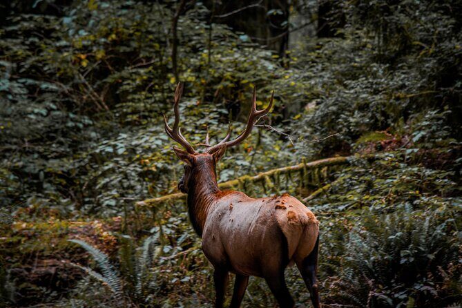 4 Hour Redwood National and State Park E Bike Adventure - Exploring the Redwood Forests on Two Wheels