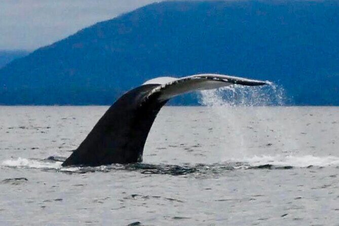 4 Hour Sitka Eco-Friendly Catch & Release Private Fishing Charter - Who Will Love This Tour?