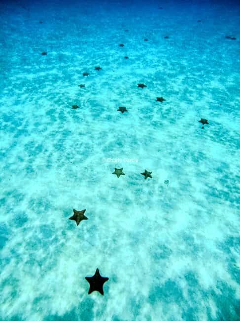 4 Hour Turtle Sanctuary Experience on a Luxury Catamarán - Final Thoughts