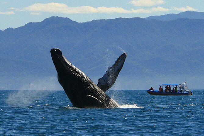 4-Hour Whale Watching Cruise in Puerto Vallarta - The Whale Watching Experience