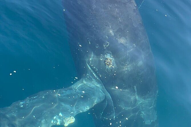 4-hour whale watching in magical Mazatlan - Practical Details & Tips