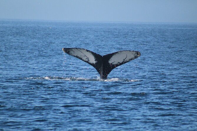 4-hour whale watching in magical Mazatlan - Who Should Consider This Tour?