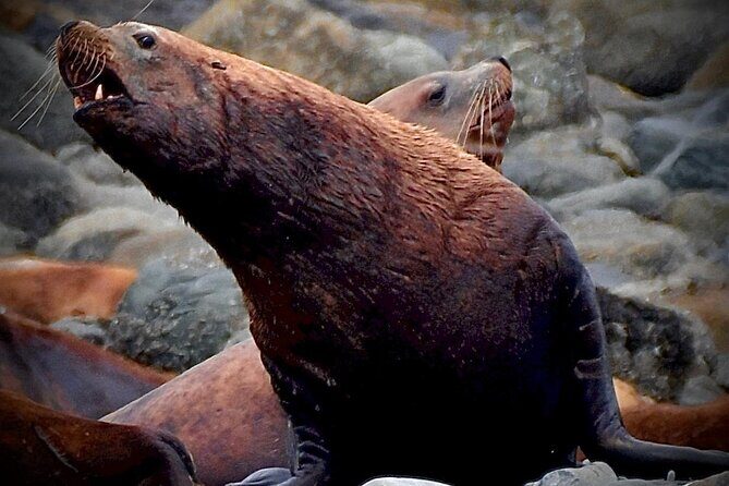 4-Hour Wildlife and Coastal Tour in Juneau, Alaska - Value and Practicality