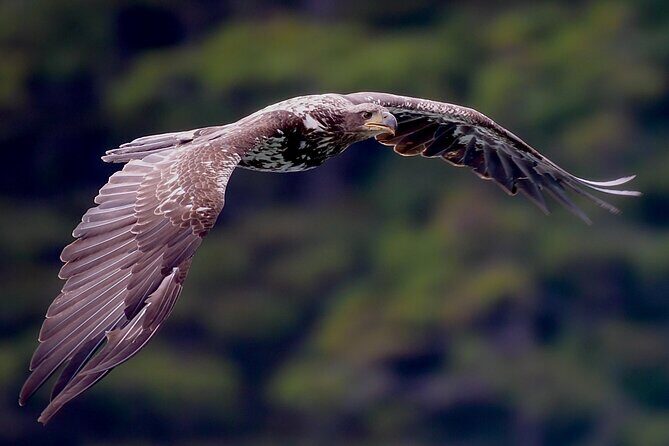 4-Hour Wildlife and Coastal Tour in Juneau, Alaska - Final Thoughts