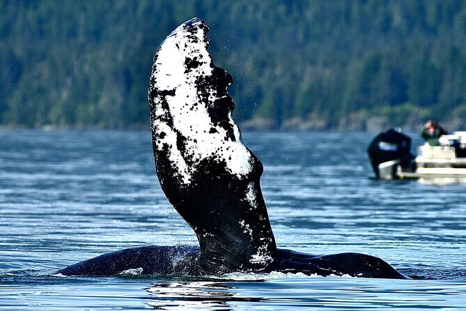 4-Hour Wildlife and Coastal Tour in Juneau, Alaska - FAQs