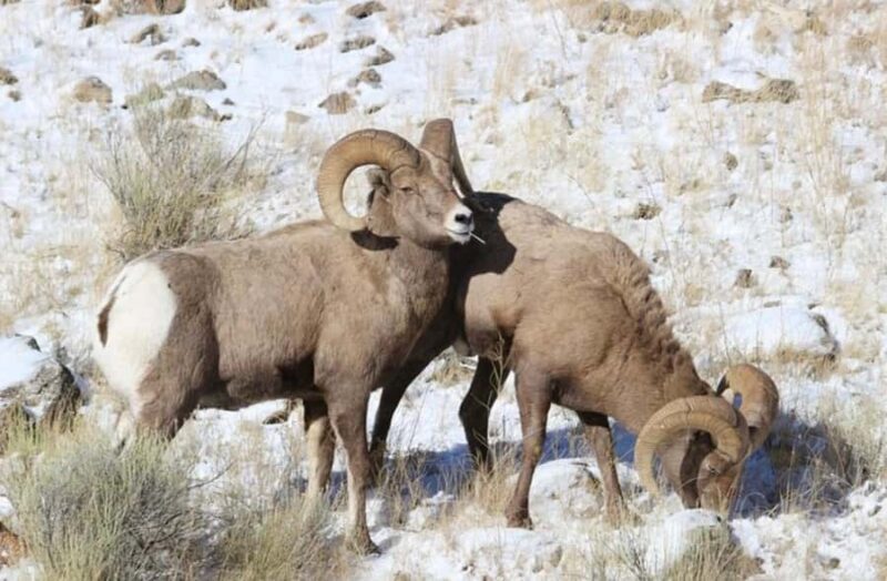 4 Hour Wildlife Safari in Grand Teton National Park - Transportation, Group Size, and Comfort