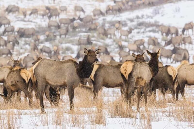 4 Hour Wildlife Safari in Grand Teton National Park - The Sum Up