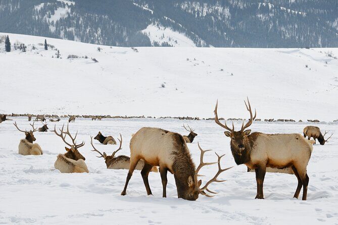 4 Hour Wildlife Safari in Grand Teton National Park - Key Points