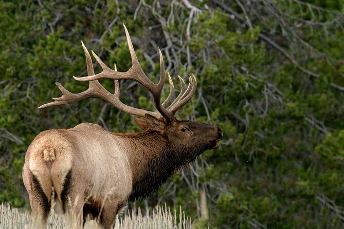 4 Hour Wildlife Safari in Grand Teton National Park - An In-Depth Look at the Safari Experience