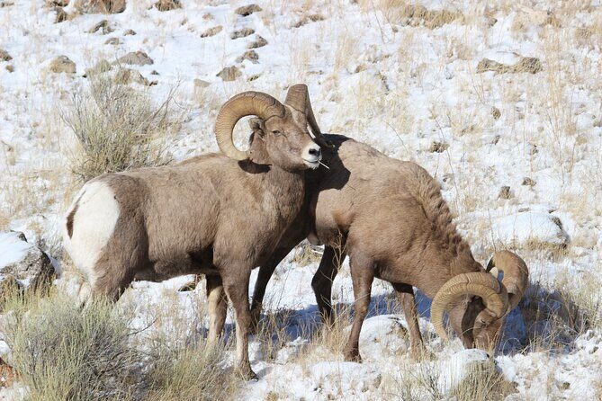 4 Hour Wildlife Safari in Grand Teton National Park - Pricing and Value