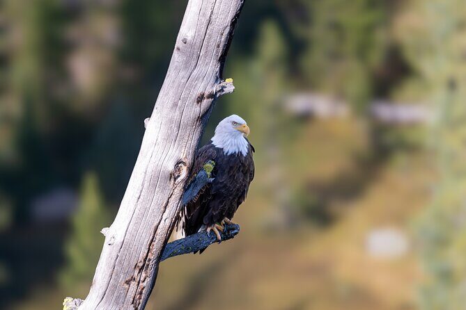 4 Hour Wildlife Safari in Grand Teton National Park - Who Should Consider This Tour?