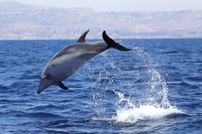 4 Hours Dolphin Watching Tour in Porto Empedocle - Inclusions and Logistics