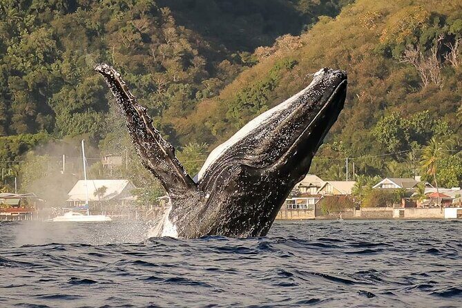 4 Hours of Humpback Whale Watching in Tahiti - Introduction