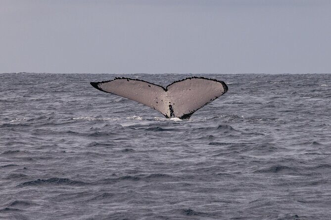 4 Hours of Humpback Whale Watching in Tahiti - Key Points