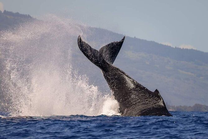 4 Hours of Humpback Whale Watching in Tahiti - The Sum Up