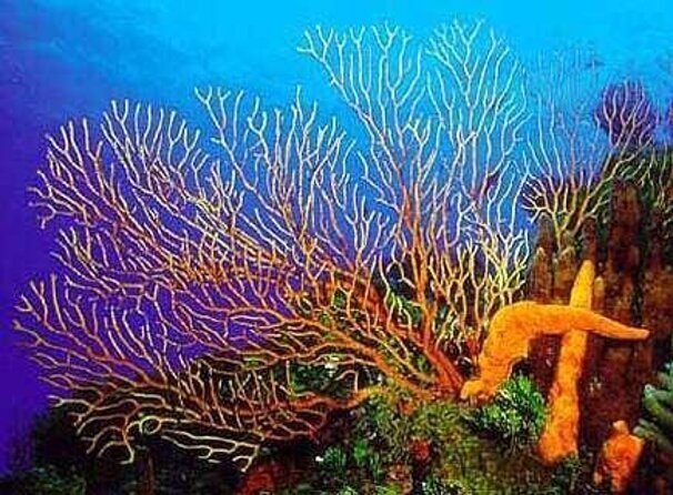 4 hours of shared snorkeling to El Cielo - Introduction