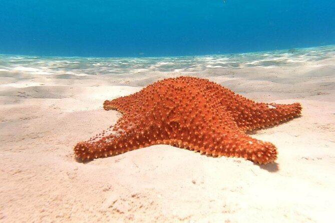 4 hours of shared snorkeling to El Cielo - Authentic Experiences and Reviewer Insights