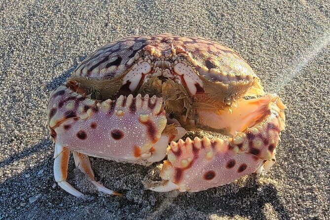 4 hours Private Eco Boat Tour Wildlife and Nature around islands - An Honest Look at the Eco Boat Tour