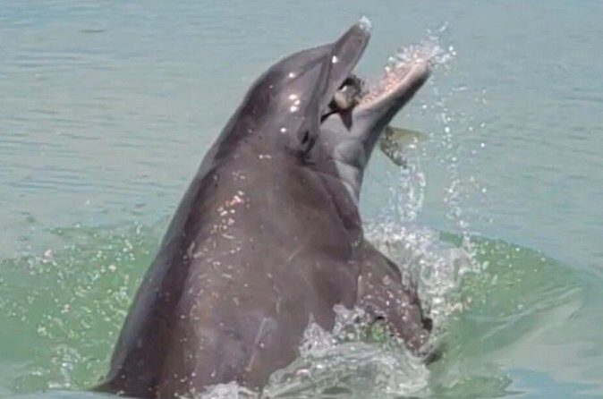 4 hours Private Eco Boat Tour Wildlife and Nature around islands - FAQ