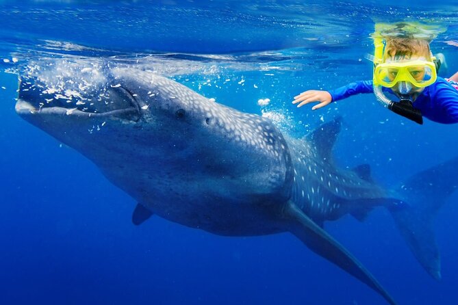 4 Hours Search & Swim With Sharks Adrenaline Swim - About Your Stay