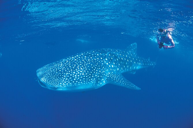 4 Hours Search & Swim With Sharks Adrenaline Swim - Meeting and Pickup Details