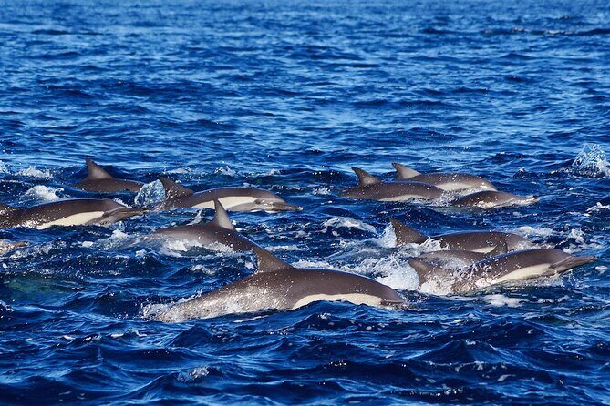 4 Hours Snorkeling Tour in Cabo San Lucas and Corridor - Practical Details: Making Your Day Easier