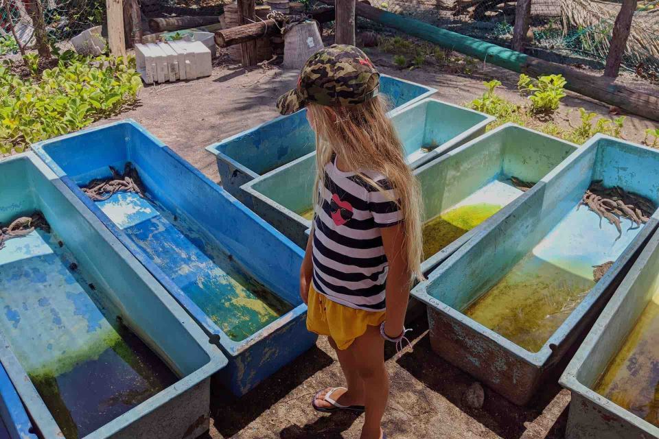 4-in-1 Tour - Mazunte, Cacao Factory & Turtle Spawn/Release - Key Points
