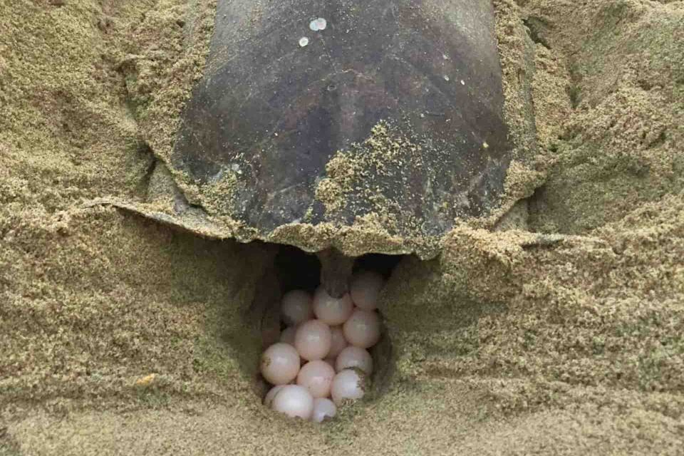 4-in-1 Tour - Mazunte, Cacao Factory & Turtle Spawn/Release - Visiting the Cacao Factory