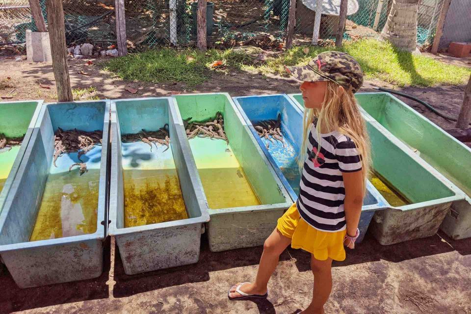 4-in-1 Tour - Mazunte, Cacao Factory & Turtle Spawn/Release - Frequently Asked Questions