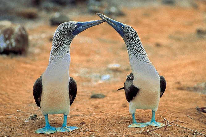 4- or 5-Day Galapagos Islands Explorer Package From Santa Cruz Island - Accommodations and Inclusions