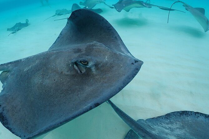 4-Stop Stingray, Snorkel, Star Fish & 7 Mile Beach (Family Owned) - Frequently Asked Questions