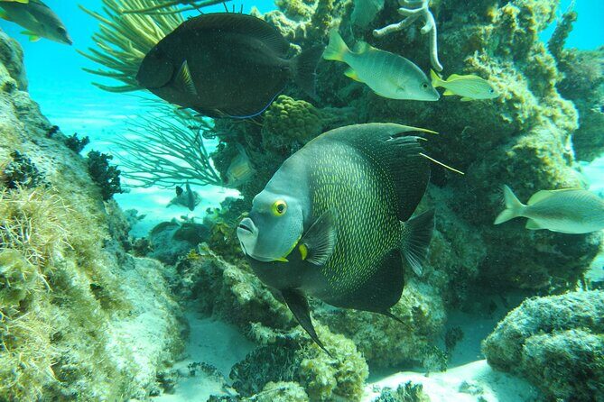 4 Stops Tour: Stingray, Snorkeling, Starfish & 7 Mile Beach - The Experience from the Reviews