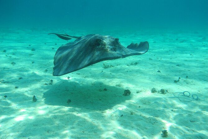 4 Stops Tour: Stingray, Snorkeling, Starfish & 7 Mile Beach - Price and Value