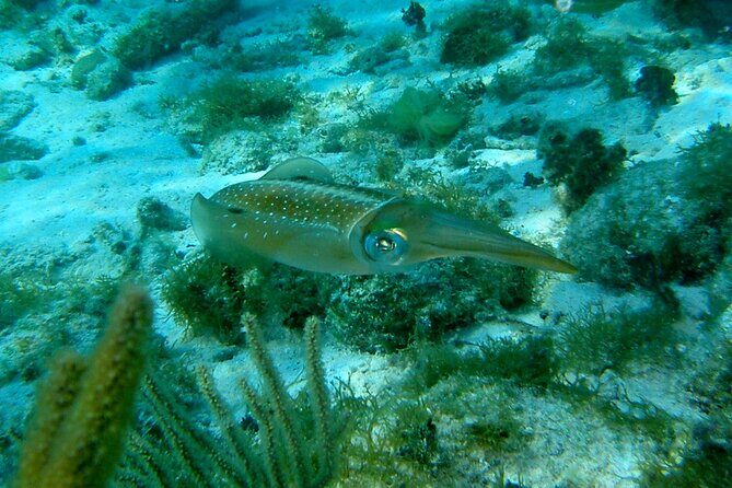 4 Stops Tour: Stingray, Snorkeling, Starfish & 7 Mile Beach - Who Should Consider This Tour?