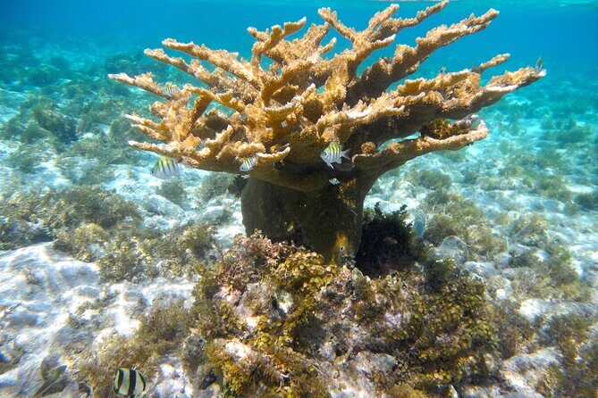 4 Stops Tour: Stingray, Snorkeling, Starfish & 7 Mile Beach - FAQ