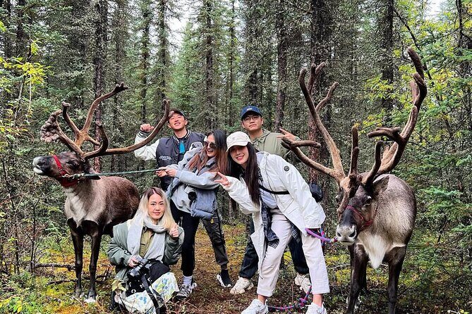 45 Minute Private Reindeer Tour - What to Expect on Your Reindeer Tour