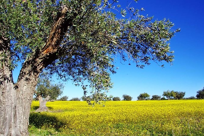 4DAYS Private Tour to Peloponesse,Delphi,Meteora,Thermopylae From Athens-Pireaus - The Sum Up