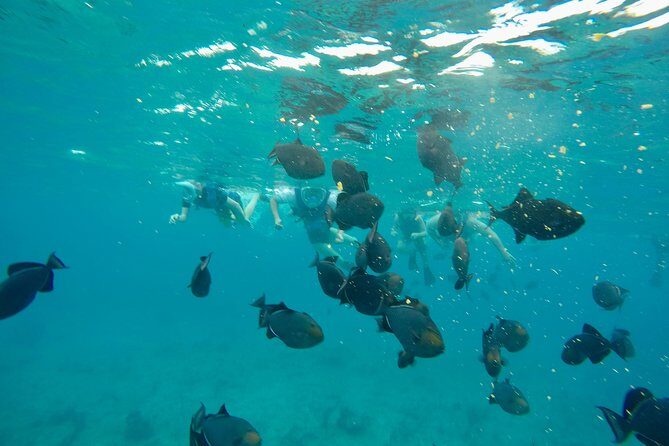 4hour Group Half Day Snorkeling Excursion in Grace Bay - The Real Value: What Sets This Tour Apart