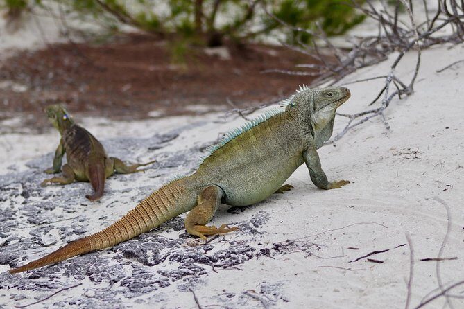 4hour Group Half Day Snorkeling Excursion in Grace Bay - The Sum Up