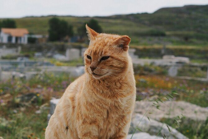 4Hours Mykonos Adventure Walk in Town & Minivan Countryside Tour - FAQ