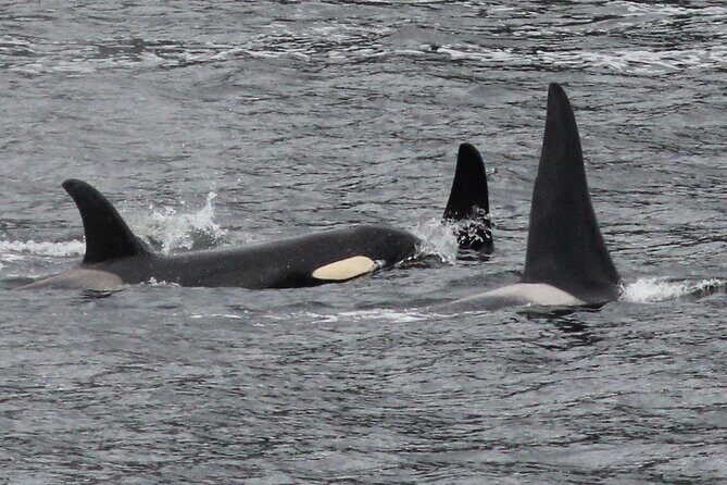 4hr Custom Private Tour of Ketchikan (14 People) Wildlife + More - Transportation, Price, and Other Practicalities